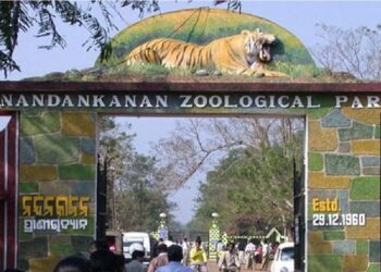 ନନ୍ଦନକାନନରେ ପୁଣି ଜନ୍ମ ନେଲେ ୧୧ ହଳଦିଆ ଆନାକୋଣ୍ଡା, ୨୫ରେ ପହଁଚିଲା ସଂଖ୍ୟା