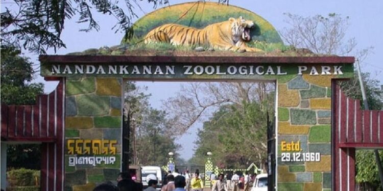 ନନ୍ଦନକାନନରେ ପୁଣି ଜନ୍ମ ନେଲେ ୧୧ ହଳଦିଆ ଆନାକୋଣ୍ଡା, ୨୫ରେ ପହଁଚିଲା ସଂଖ୍ୟା