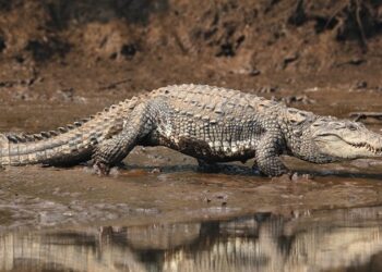 ମହାନଦୀ ଘାଟରେ ବୁଲୁଛି କୁମ୍ଭୀର, ନଦୀକୁ ନଯିବାକୁ ଲୋନଙ୍କୁ ସତର୍କ କଲା ବନ ବିଭାଗ