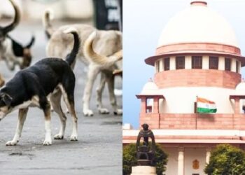 ବୁଲା କୁକୁରଙ୍କୁ ହଟାଇବା ମାମଲା, ସୁପ୍ରିମକୋର୍ଟରେ ରାୟ ସଂରକ୍ଷିତ