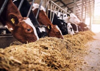 ଭୁବନେଶ୍ବରରେ ହେବ ଆଦର୍ଶ ଗୋଶାଳା, ଖର୍ଚ୍ଚ ହେବ ୪୦ କୋଟି ଟଙ୍କା