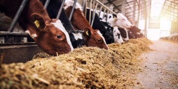 ଭୁବନେଶ୍ବରରେ ହେବ ଆଦର୍ଶ ଗୋଶାଳା, ଖର୍ଚ୍ଚ ହେବ ୪୦ କୋଟି ଟଙ୍କା