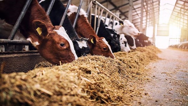 ଭୁବନେଶ୍ବରରେ ହେବ ଆଦର୍ଶ ଗୋଶାଳା, ଖର୍ଚ୍ଚ ହେବ ୪୦ କୋଟି ଟଙ୍କା