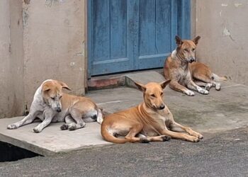 ଆଜିଠୁ ରାଜଧାନୀରେ ବୁଲା କୁକୁର ଗଣନା, BMC ପକ୍ଷରୁ ଭୋର ୫ଟାରୁ ଆରମ୍ଭ ହୋଇଛି ଗଣତି