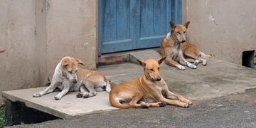 ଆଜିଠୁ ରାଜଧାନୀରେ ବୁଲା କୁକୁର ଗଣନା, BMC ପକ୍ଷରୁ ଭୋର ୫ଟାରୁ ଆରମ୍ଭ ହୋଇଛି ଗଣତି