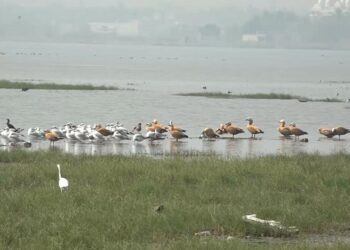 ଚିଲିକାକୁ ଆସିଲେଣି ବିଦେଶାଗତ ପକ୍ଷୀ, କିଚିରି ମିଚିରି ଶବ୍ଦରେ କମ୍ପୁଛି ଚିଲିକା