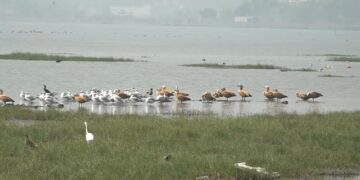 ଚିଲିକାକୁ ଆସିଲେଣି ବିଦେଶାଗତ ପକ୍ଷୀ, କିଚିରି ମିଚିରି ଶବ୍ଦରେ କମ୍ପୁଛି ଚିଲିକା