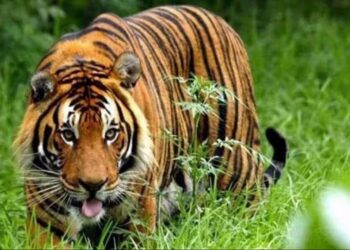 କାମାକ୍ଷାନଗରରେ ବାଘ ଆତଙ୍କ, ଗାଈ ପରେ ଷଣ୍ଢକୁ ଘୋଷାଡ଼ି ମାରିଦେଲା