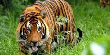 କାମାକ୍ଷାନଗରରେ ବାଘ ଆତଙ୍କ, ଗାଈ ପରେ ଷଣ୍ଢକୁ ଘୋଷାଡ଼ି ମାରିଦେଲା