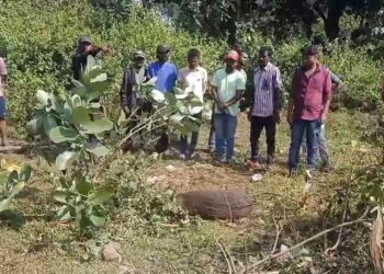 ଫାଶରେ ଲାଗିଥିବା ବାରହାକୁ ସୁରକ୍ଷିତ ଭାବେ ଉଦ୍ଧାର କଲେ ବନବିଭାଗ ଓ ଅଗ୍ନିଶମ ବିଭାଗର କର୍ମଚାରୀ