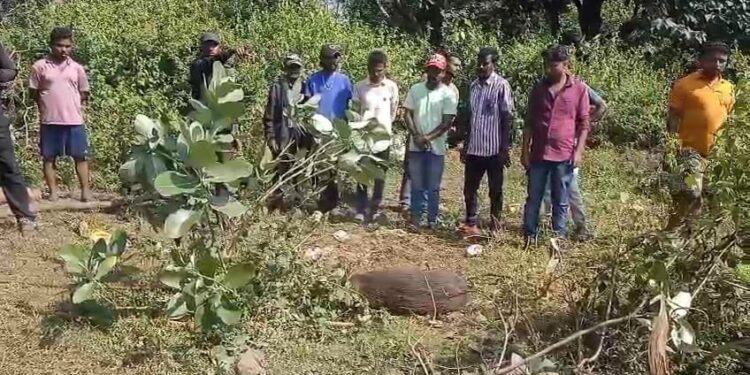 ଫାଶରେ ଲାଗିଥିବା ବାରହାକୁ ସୁରକ୍ଷିତ ଭାବେ ଉଦ୍ଧାର କଲେ ବନବିଭାଗ ଓ ଅଗ୍ନିଶମ ବିଭାଗର କର୍ମଚାରୀ