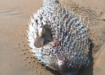 ପାରାଦ୍ଵୀପ ରେ ଦେଖିବାକୁ ମିଳିଛି ଏକ ବିରଳ ପ୍ରଜାତିର ମାଛ