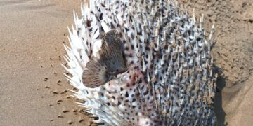 ପାରାଦ୍ଵୀପ ରେ ଦେଖିବାକୁ ମିଳିଛି ଏକ ବିରଳ ପ୍ରଜାତିର ମାଛ