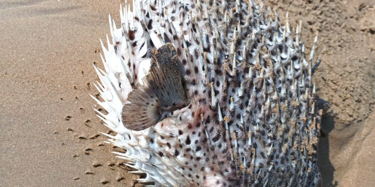 ପାରାଦ୍ଵୀପ ରେ ଦେଖିବାକୁ ମିଳିଛି ଏକ ବିରଳ ପ୍ରଜାତିର ମାଛ