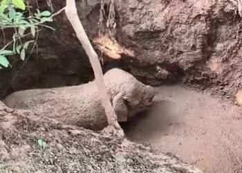 ପରିତ୍ୟକ୍ତ କୂଅରୁ ହାତୀ ଶାବକ ଉଦ୍ଧାର, ଫରେଷ୍ଟର ଗୁରୁତର