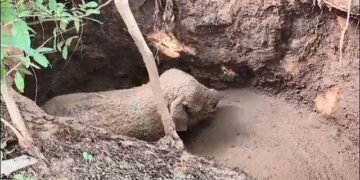 ପରିତ୍ୟକ୍ତ କୂଅରୁ ହାତୀ ଶାବକ ଉଦ୍ଧାର, ଫରେଷ୍ଟର ଗୁରୁତର