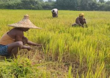 ଚାଷୀଙ୍କ ପାଇଁ ଖୁସି ଖବର; ଚଳିତ ଖରିଫ ଋତୁରେ ଧାନ କ୍ୱିଣ୍ଟାଲ ପିଛା ଆଉ ୬୯ ଟଙ୍କା ଅଧିକ ପାଇବେ ଚାଷୀ