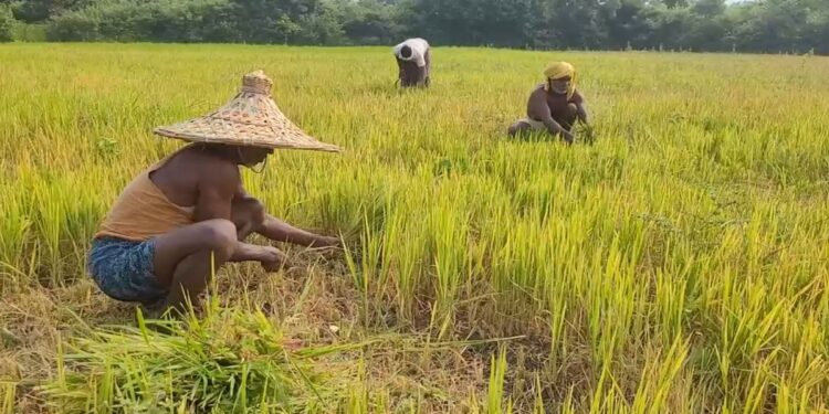 ଚାଷୀଙ୍କ ପାଇଁ ଖୁସି ଖବର; ଚଳିତ ଖରିଫ ଋତୁରେ ଧାନ କ୍ୱିଣ୍ଟାଲ ପିଛା ଆଉ ୬୯ ଟଙ୍କା ଅଧିକ ପାଇବେ ଚାଷୀ