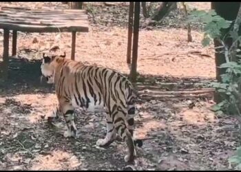 ନନ୍ଦନକାନନରେ ଦୌଡ଼ିବ ଚିତା, ଓଡ଼ିଶାକୁ ପ୍ରଥମ ଥର ପାଇଁ ଆସିବ ଚିତା ବାଘ