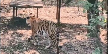 ନନ୍ଦନକାନନରେ ଦୌଡ଼ିବ ଚିତା, ଓଡ଼ିଶାକୁ ପ୍ରଥମ ଥର ପାଇଁ ଆସିବ ଚିତା ବାଘ