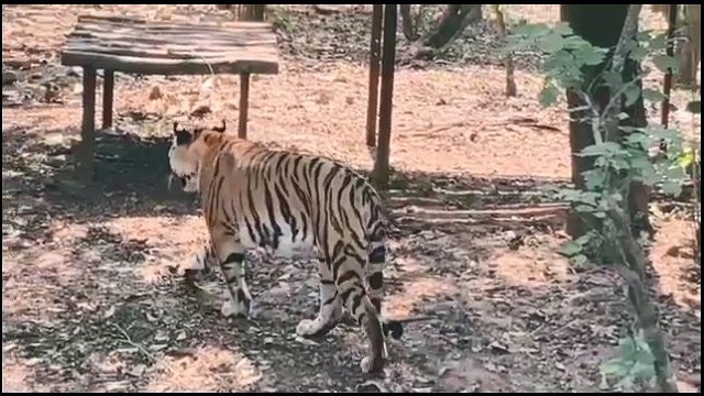 ନନ୍ଦନକାନନରେ ଦୌଡ଼ିବ ଚିତା, ଓଡ଼ିଶାକୁ ପ୍ରଥମ ଥର ପାଇଁ ଆସିବ ଚିତା ବାଘ