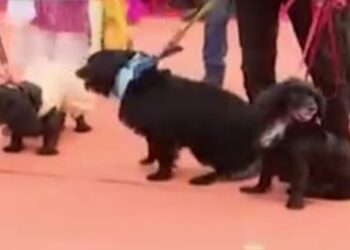 ବାଲେଶ୍ଵରରେ ଅନୁଷ୍ଠିତ ହୋଇଛି କୁକୁର ମେଲଣ