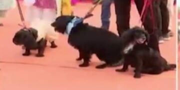 ବାଲେଶ୍ଵରରେ ଅନୁଷ୍ଠିତ ହୋଇଛି କୁକୁର ମେଲଣ