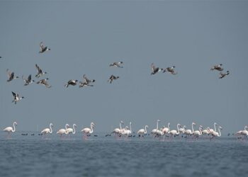 ଆସନ୍ତାକାଲି ଚିଲିକାରେ ପକ୍ଷୀ ଗଣନା, ସକାଳ ୬ ଟାରୁ ଆରମ୍ଭ ହେବା କାର୍ଯ୍ୟକ୍ରମ