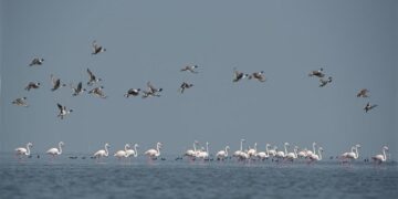 ଆସନ୍ତାକାଲି ଚିଲିକାରେ ପକ୍ଷୀ ଗଣନା, ସକାଳ ୬ ଟାରୁ ଆରମ୍ଭ ହେବା କାର୍ଯ୍ୟକ୍ରମ