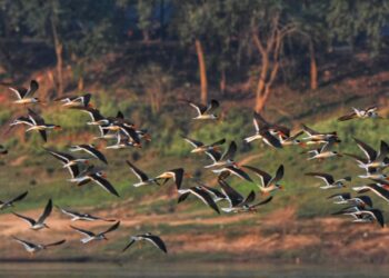 ୪ ରୁ ୮ ପର୍ଯ୍ୟନ୍ତ  ସାତକୋଶିଆରେ କୁମ୍ଭୀର ଓ ପକ୍ଷୀଗଣନା, ୧୪ ୟୁନିଟ୍ ଗଠନ କରାଯାଇଛି 