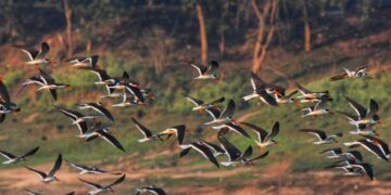 ୪ ରୁ ୮ ପର୍ଯ୍ୟନ୍ତ  ସାତକୋଶିଆରେ କୁମ୍ଭୀର ଓ ପକ୍ଷୀଗଣନା, ୧୪ ୟୁନିଟ୍ ଗଠନ କରାଯାଇଛି 