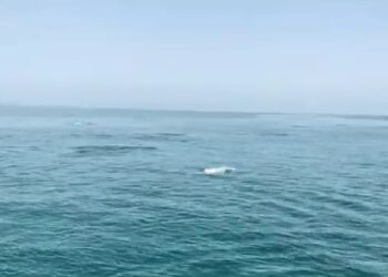 ଭିତରକନିକାରେ କମିଲା ଡଲଫିନ ସଂଖ୍ୟା, ୩ ଦିନ ଧରି ଗଣନା କରିଥିଲେ ୯ ଟି ଟିମ୍