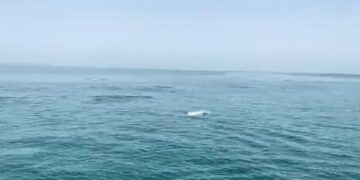 ଭିତରକନିକାରେ କମିଲା ଡଲଫିନ ସଂଖ୍ୟା, ୩ ଦିନ ଧରି ଗଣନା କରିଥିଲେ ୯ ଟି ଟିମ୍