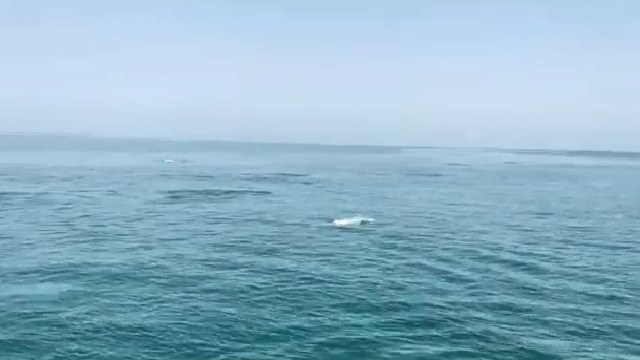 ଭିତରକନିକାରେ କମିଲା ଡଲଫିନ ସଂଖ୍ୟା, ୩ ଦିନ ଧରି ଗଣନା କରିଥିଲେ ୯ ଟି ଟିମ୍