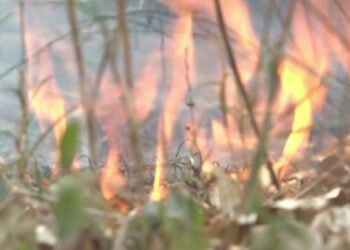 ଖରାଦିନ ଆରମ୍ଭରୁ ଜଳୁଛି ଜଙ୍ଗଲ, ସଂକଟରେ ଅଭୟାରଣ୍ୟର ଜୀବଜନ୍ତୁ