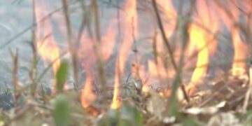 ଖରାଦିନ ଆରମ୍ଭରୁ ଜଳୁଛି ଜଙ୍ଗଲ, ସଂକଟରେ ଅଭୟାରଣ୍ୟର ଜୀବଜନ୍ତୁ