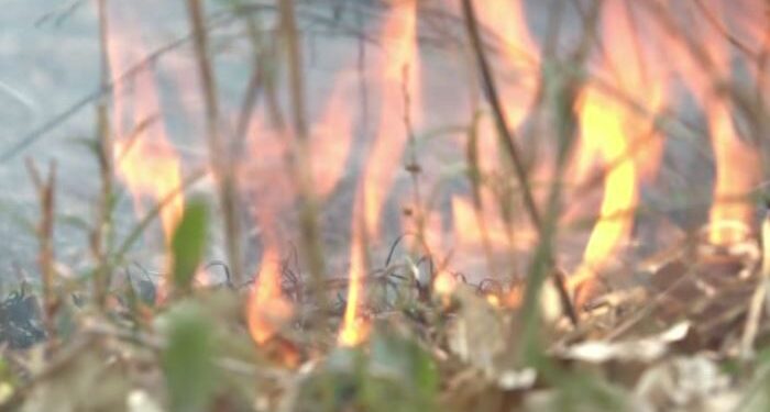 ଖରାଦିନ ଆରମ୍ଭରୁ ଜଳୁଛି ଜଙ୍ଗଲ, ସଂକଟରେ ଅଭୟାରଣ୍ୟର ଜୀବଜନ୍ତୁ