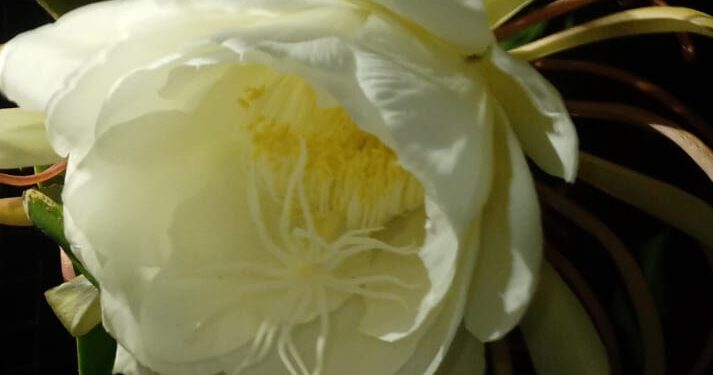 କାଶୀନାଥଙ୍କ ଘରେ ଫୁଟିଲା ଦୁର୍ଲଭ ବ୍ରହ୍ମକମଳ