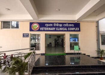 ରାସ୍ତା ଦୁର୍ଘଟଣାର ଶିକାର ହୋଇ ଗୁରୁତର ବାଛୁରୀର ଜୀବନ ରକ୍ଷା କଲା ସୋଆ ପଶୁ ଚିକିତ୍ସାଳୟ