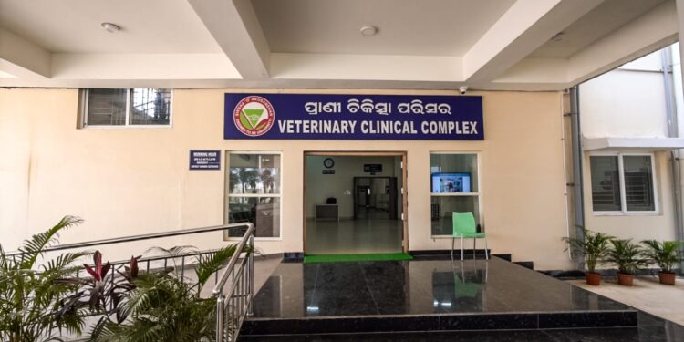 ରାସ୍ତା ଦୁର୍ଘଟଣାର ଶିକାର ହୋଇ ଗୁରୁତର ବାଛୁରୀର ଜୀବନ ରକ୍ଷା କଲା ସୋଆ ପଶୁ ଚିକିତ୍ସାଳୟ