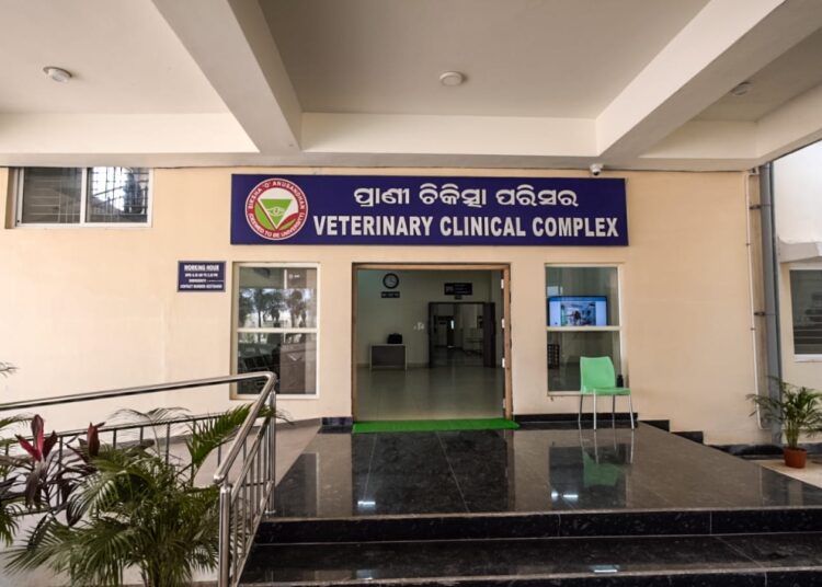 ରାସ୍ତା ଦୁର୍ଘଟଣାର ଶିକାର ହୋଇ ଗୁରୁତର ବାଛୁରୀର ଜୀବନ ରକ୍ଷା କଲା ସୋଆ ପଶୁ ଚିକିତ୍ସାଳୟ