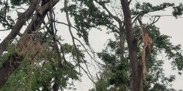 ଦରପଦା – ଓଡ଼ଗାଁ 12: କିମି ଗ୍ରାମ୍ୟ ଉନ୍ନୟନ ରାସ୍ତା ଉପରେ ଝୁଲୁଛି ଖଣ୍ଡା, ଅଜାଣତରେ ନେଇପାରେ ମୁଣ୍ଡ