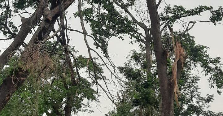 ଦରପଦା – ଓଡ଼ଗାଁ 12: କିମି ଗ୍ରାମ୍ୟ ଉନ୍ନୟନ ରାସ୍ତା ଉପରେ ଝୁଲୁଛି ଖଣ୍ଡା, ଅଜାଣତରେ ନେଇପାରେ ମୁଣ୍ଡ