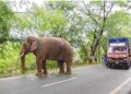 ସିକୋରେ ଦନ୍ତା ଆତଙ୍କ: ରାଜରାସ୍ତା ଦଖଲ କଲା ଦନ୍ତା, ଘଣ୍ଟାଧରି ବନ୍ଦ ରହିଲା ଗାଡ଼ି ଚଳାଚଳ
