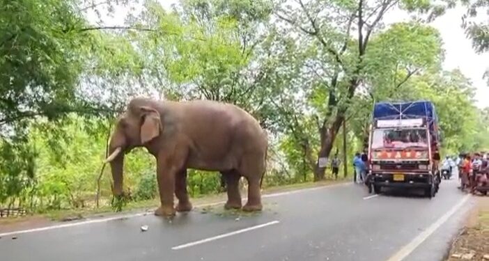 ସିକୋରେ ଦନ୍ତା ଆତଙ୍କ: ରାଜରାସ୍ତା ଦଖଲ କଲା ଦନ୍ତା, ଘଣ୍ଟାଧରି ବନ୍ଦ ରହିଲା ଗାଡ଼ି ଚଳାଚଳ