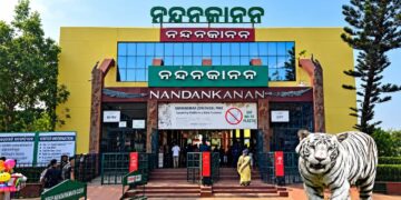 ନନ୍ଦନକାନନରେ ନୂଆ ଅତିଥି ! ୨ ଶାବକଙ୍କୁ ଜନ୍ମ ଦେଲା ସିଂହୀ ମାୟା