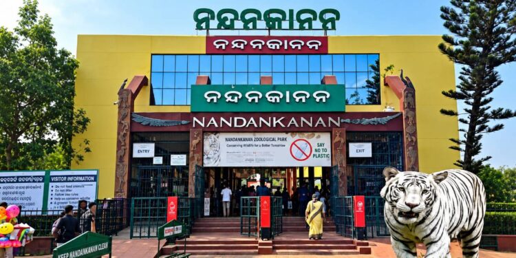 ନନ୍ଦନକାନନରେ ନୂଆ ଅତିଥି ! ୨ ଶାବକଙ୍କୁ ଜନ୍ମ ଦେଲା ସିଂହୀ ମାୟା