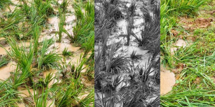 ଶଙ୍ଖମୂଳରେ ୧୬ ଟିକିଆ ହାତୀପଲଙ୍କ ଉପଦ୍ରବ, ୬ ମାଣ ଧାନ ଫସଲ ନଷ୍ଟ, ଚିନ୍ତାରେ ଚାଷୀ, ପ୍ରାୟ ୧ ଲକ୍ଷ ଟଙ୍କାର କ୍ଷତି; ସରକାରୀ ସହାୟତା ଦାବି
